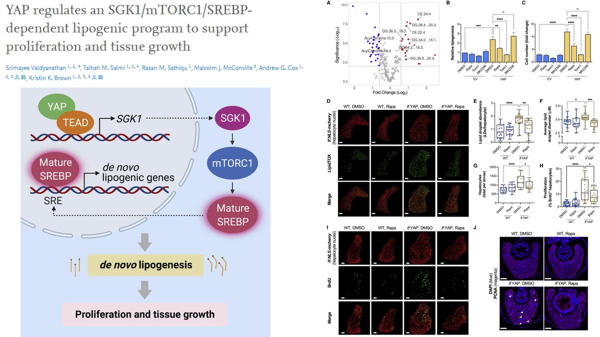 #YAP⏫#Lipogenesis via SGK1-mTORC1-SREBP axis in MCF10A mammary epithelial cell in vitro &🐭hepatocyte in vivo!🤠

Does this YAP-lipogenesis cascade work in other cell types eg. SMC-derived #FoamCell?

Dr. Andrew Cox & Kristin Brown labs @Dev_Cell 2022
sciencedirect.com/science/articl…