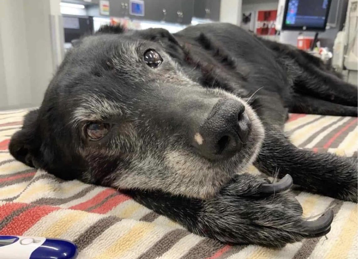 I have a very special story I’ll be posting tonight. No, we didn’t adopt her. We will always continue adopting seniors but right now we are taking our time & focusing on helping in other ways. Stay tuned! 💜🥺 

#seniordogs #dogs #dontgiveuponme #dogrescue