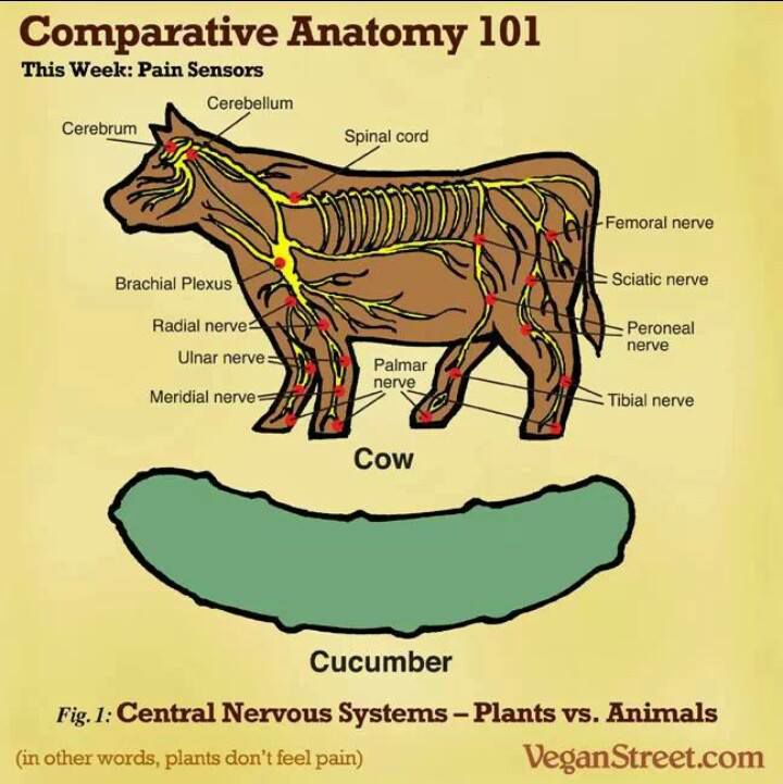 InfiniteRadar's tweet photo. "But plants feel pain..." 🥴 https://t.co/N72yDcNjCT