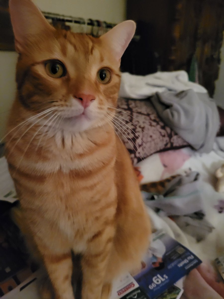 My baby is still missing. Oak Lawn and Burbank peeps (southwest side). Look out for my boy. He's chipped and fixed. He's also very friendly and loves bread.