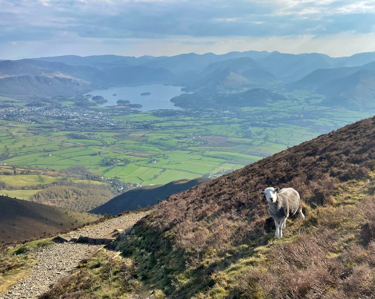 anna__bella_k's tweet photo. Cutest little cheeky herdy, with added views over Keswick and Derwentwater on the way down from Carl Side #LakeDistrict #herwick #landscape https://t.co/r9qHM7UR6R