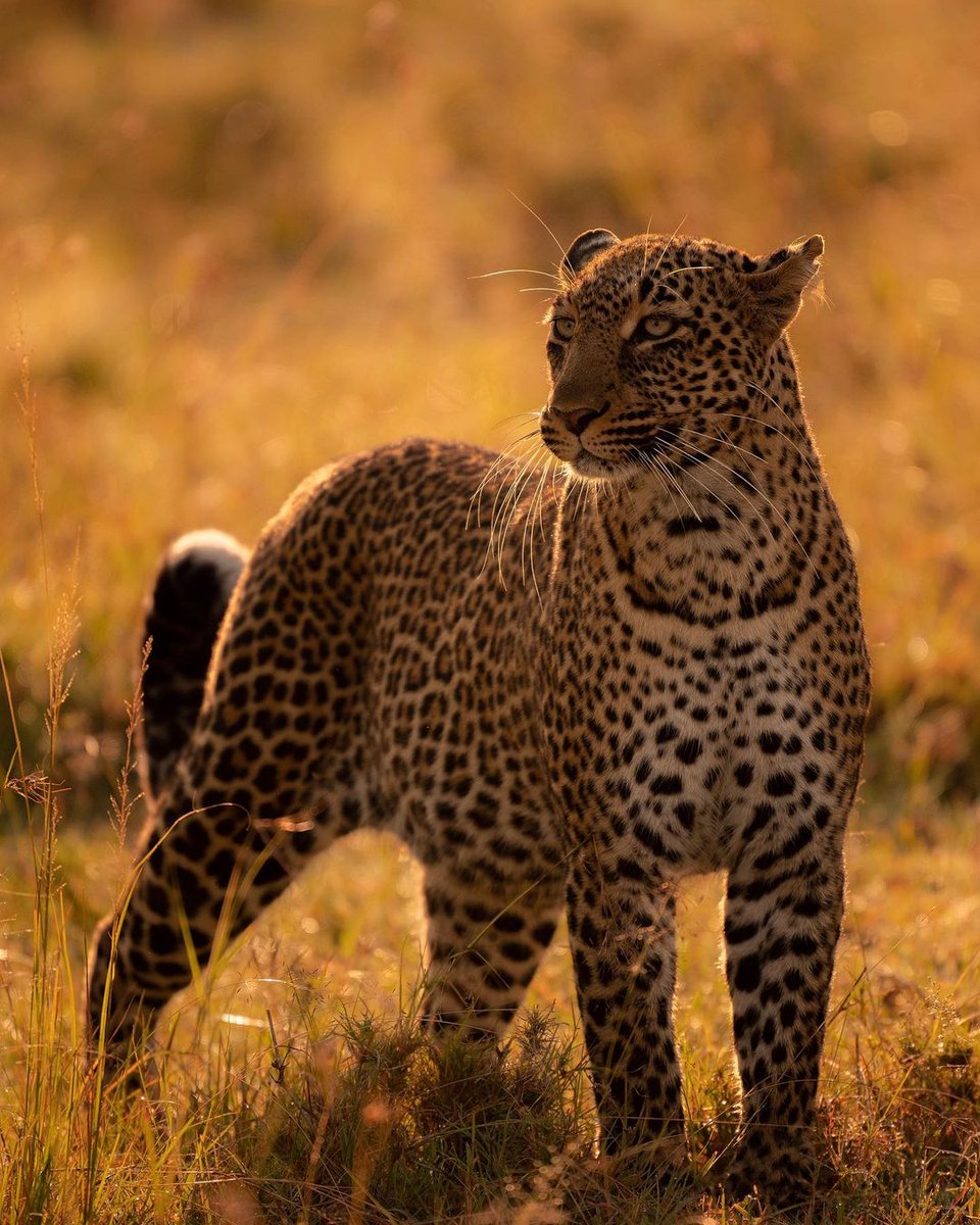kilibound's tweet photo. Make the most of each second when you travel to Tanzania,particularly Northern Circuit, visiting one of the most astounding sights in the world in Serengeti National Park.

See More - https://t.co/ZZ6ehTNNG5

#tanzaniaunforgetable #amazingsafari #serengeti  #GOAT #Tanzania https://t.co/tdkO0LVCdy