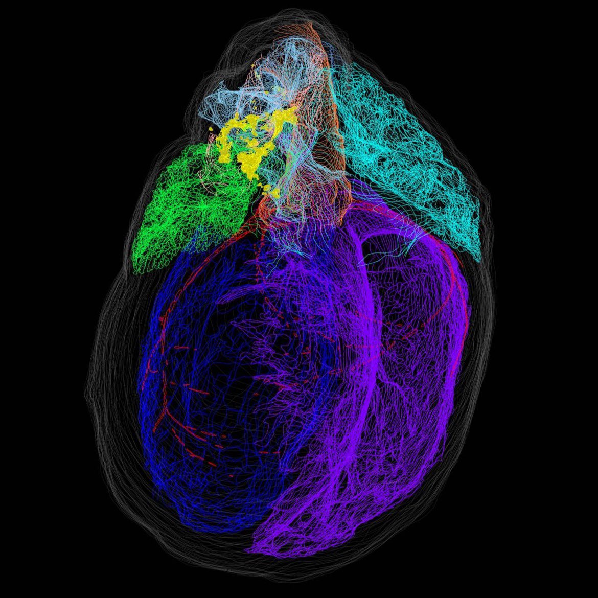 MichalSwiatekXY's tweet photo. Researchers used 750,000 images of ICN neurons of rat’s heart into a single 3D atlas. The second pipeline used “laser capture microdissection” to map individual neurons and sample their gene expression.

#neuroscience #brain #neuro #science #BioInformatics https://t.co/j0FKvnQILI