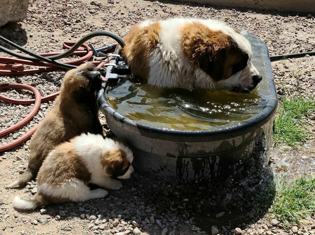 AngryAcresRanch's tweet photo. Tank is teaching his puppies how to cool off in the heat. 15 puppies still not spoken for. Let me know if you are interested. #floofs #puppies #cute #stpyrenees #greatpyrenees #stbernard #dogs #cuteanimals https://t.co/zMJspeaXWu