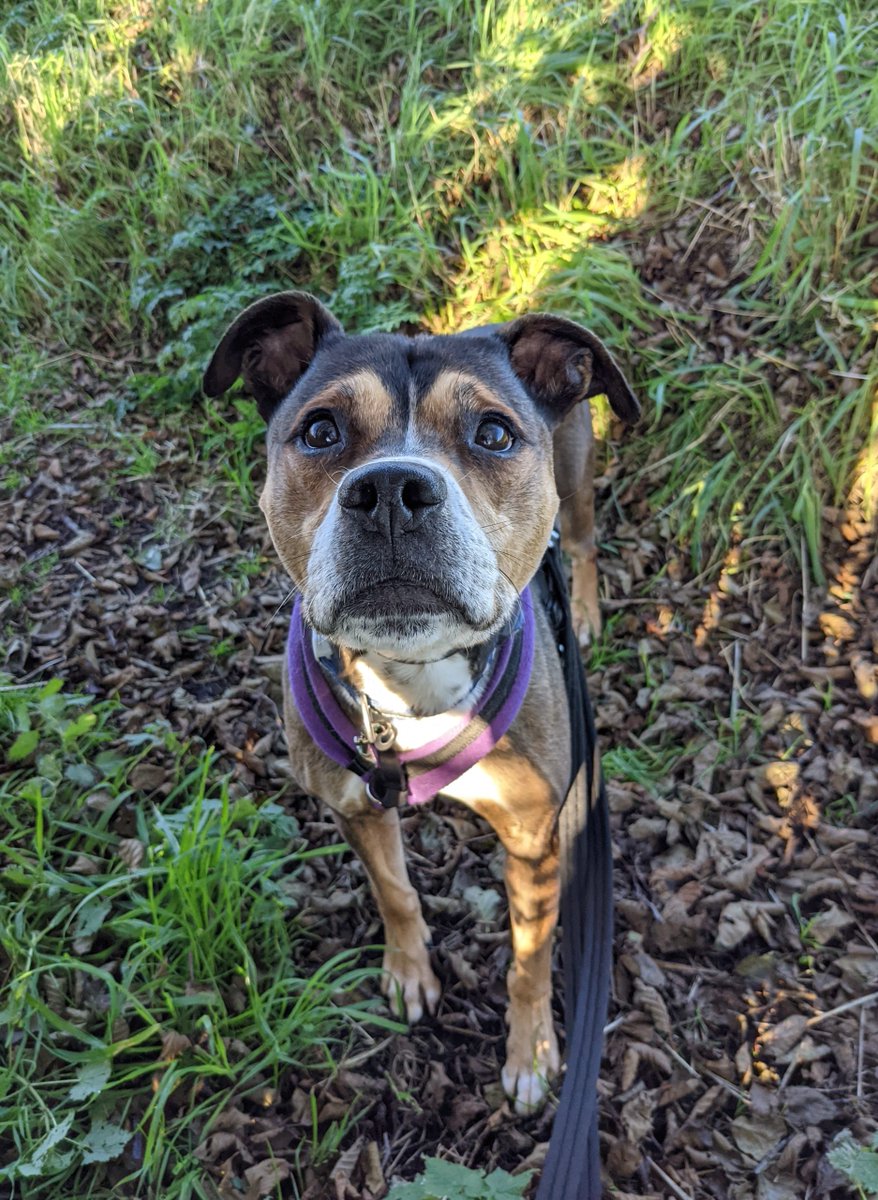 AdoptionsUk's tweet photo. URGENT please retweet to help Barney find a FOSTER OR FOREVER HOME #LIVERPOOL #UK 

Aged 10, Barney is very nervous and so stressed he is losing weight in kennels. He is looking for an experienced, adult home as the only pet. 
Please share 🙏

DETAILS👇
https://t.co/PjR9Vhg5fV https://t.co/3KNyvJxLjk