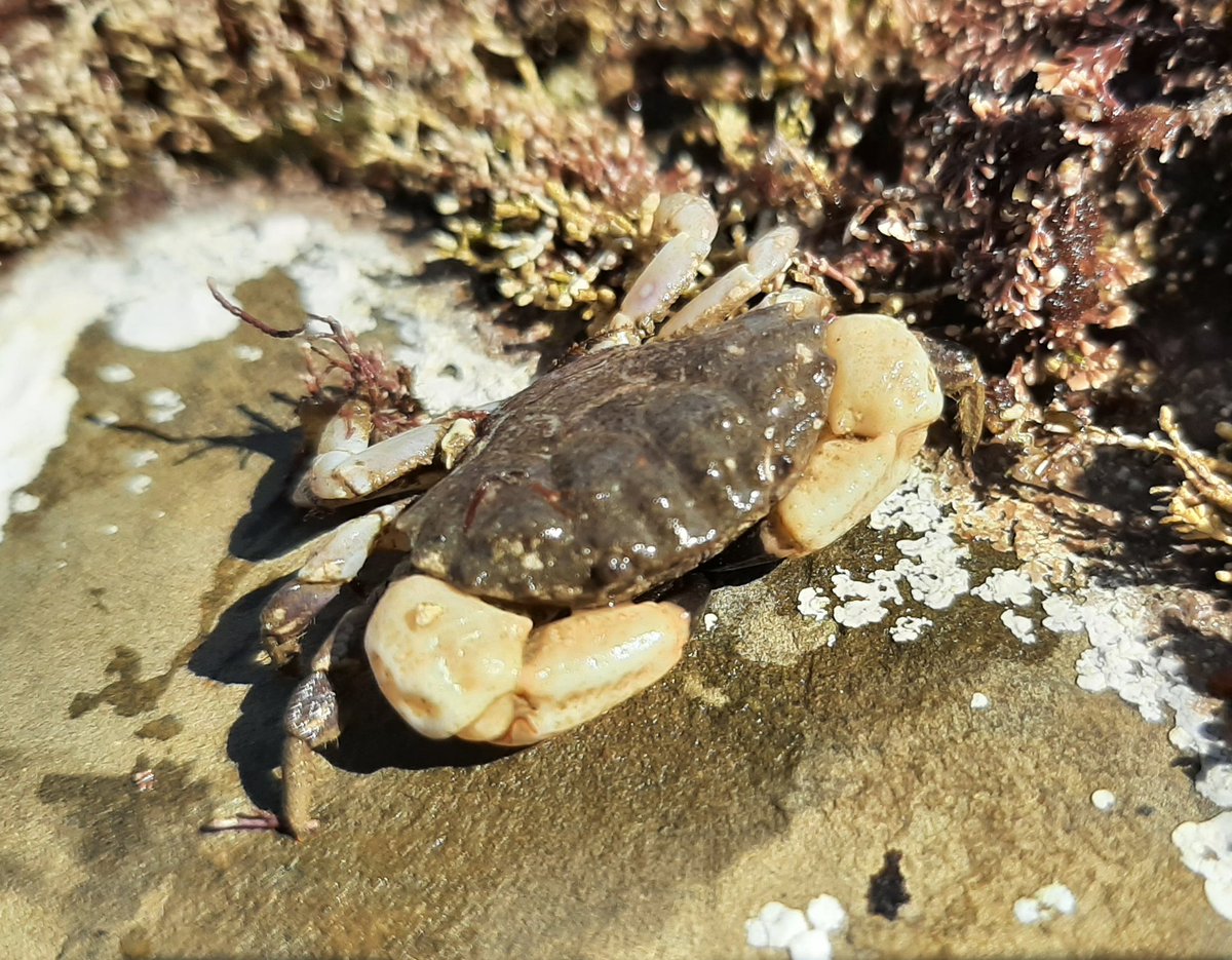 steveread13's tweet photo. Broke my #FurrowedCrab duck #KimmeridgeBay @DorsetWildlife Wild Seas Centre crab survey today. https://t.co/h0FE2Lf3v5