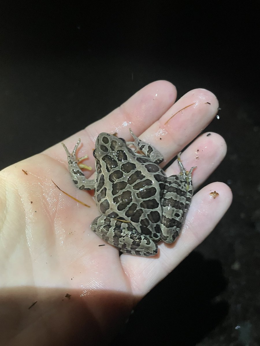 MacMacKenzie14's tweet photo. Some herps I’ve been finding over the past two weeks https://t.co/EqhZsaKYik