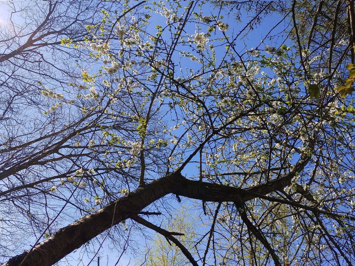 TrooperXY's tweet photo. Kirschblütenzeit in Deutschland.

Cherry blossom time.  German version @yaguchiyasuyuki https://t.co/zRKLCanYjs