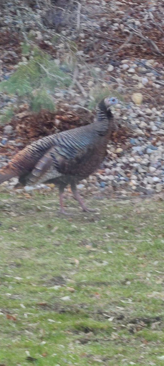 clairesplatoon's tweet photo. Turkey time https://t.co/mgOPoIDkx2