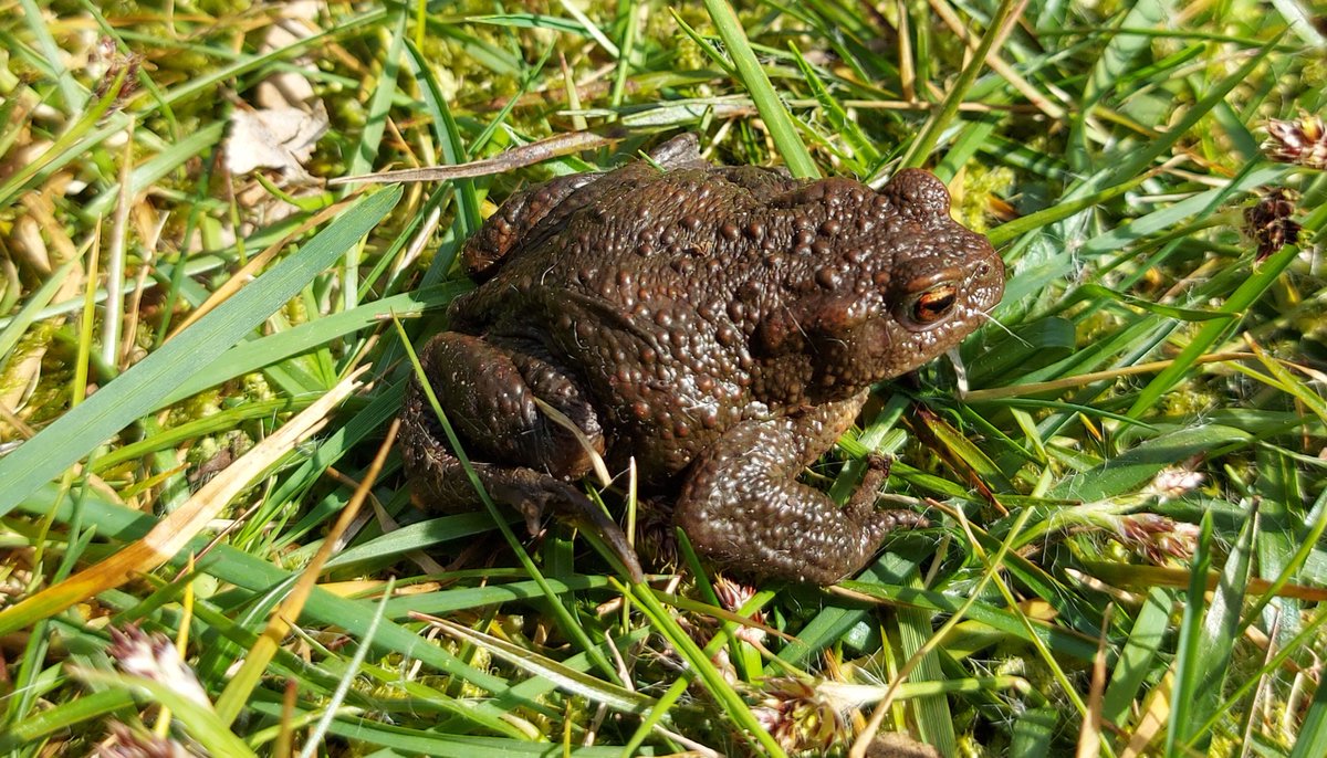 #tragetocht Maashorst