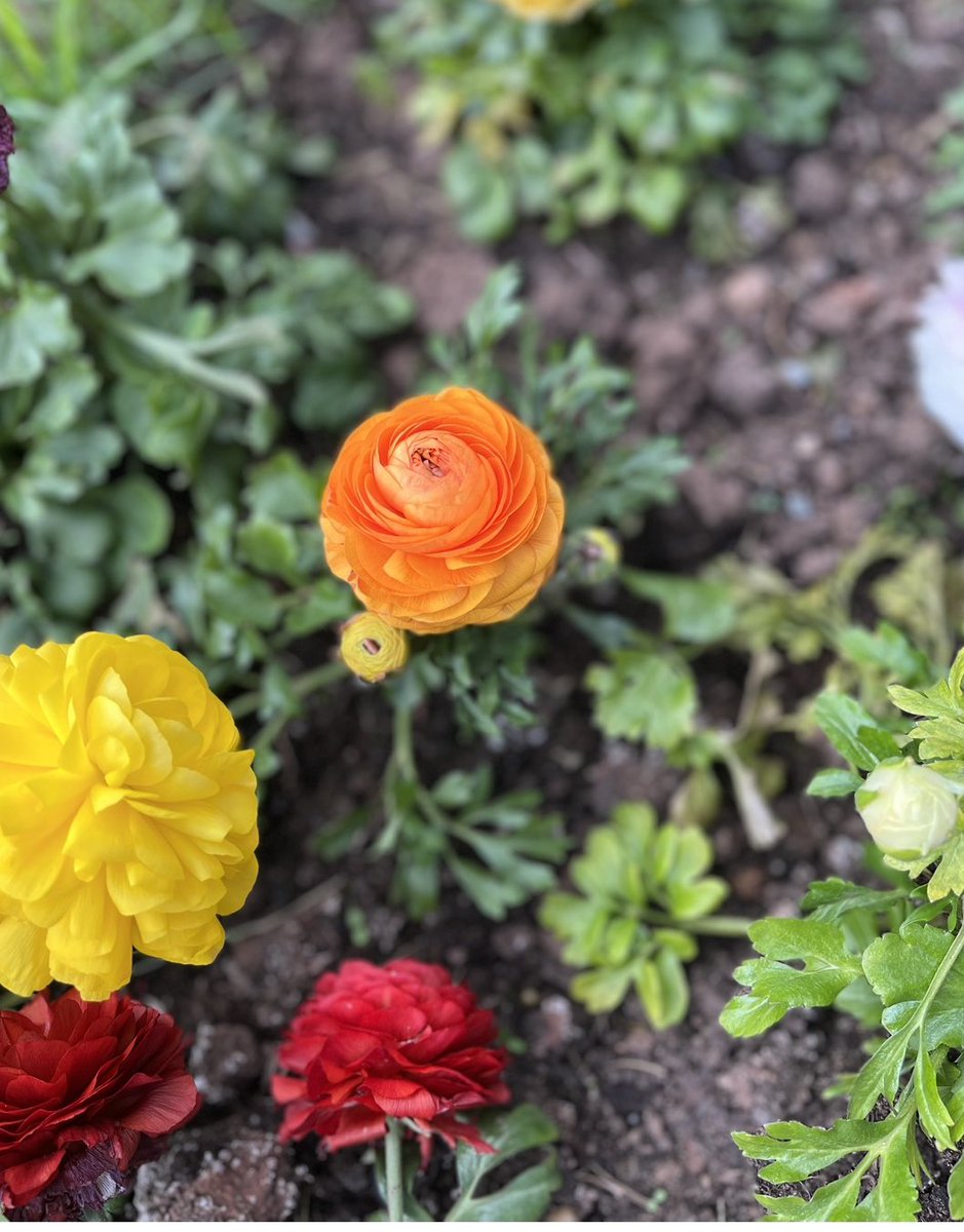 One of my favourite flowers 😊