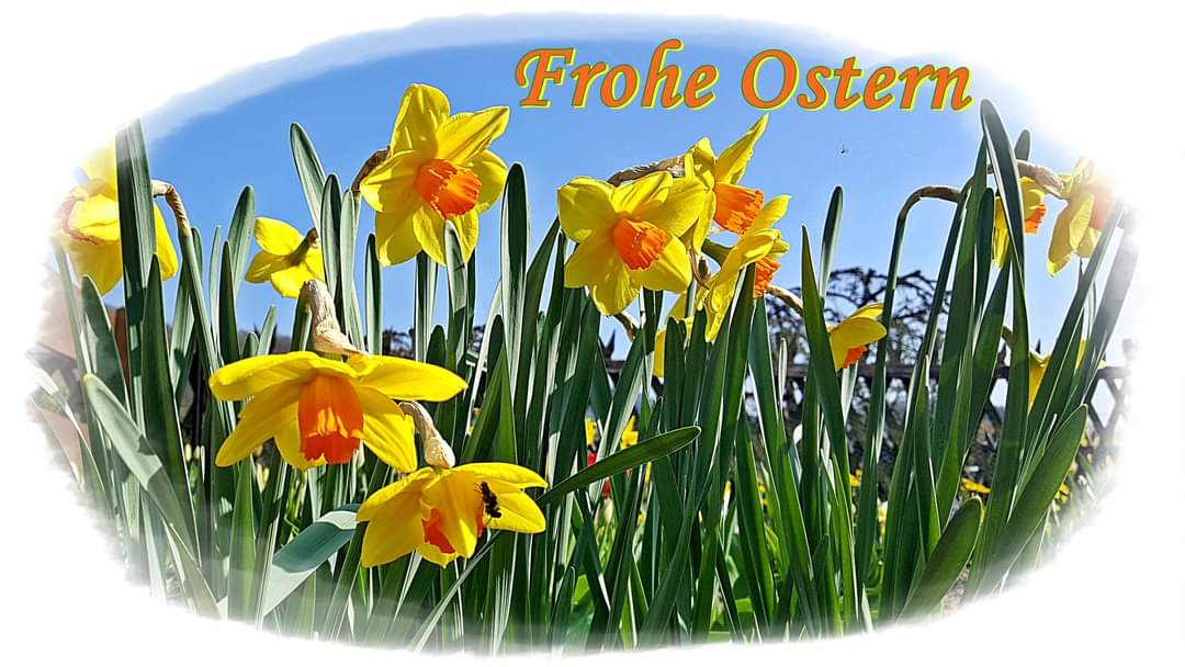 Wir wünschen Frohe Ostern 🐣🐇☀️
.
#froheostern #ostern #frühling #waldeckfrankenberg #waldeckerland #nordhessen #feiertage #happyeaster #felizpascoa #spring #osterglocken #esblüht #blumen #diemelsee #campingplatz #schäferwagen