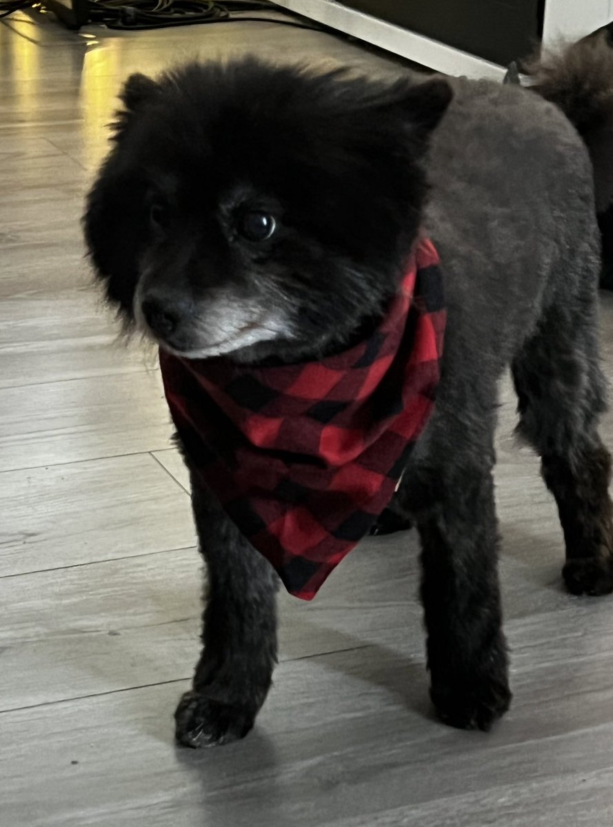 AmberLeeConnors's tweet photo. I found &amp; rescued a doggo during my birthday trip out to the redwoods. His name is 🐻 Bear - newest addition to the family 💗 🥺 https://t.co/vyQWLgwDEt