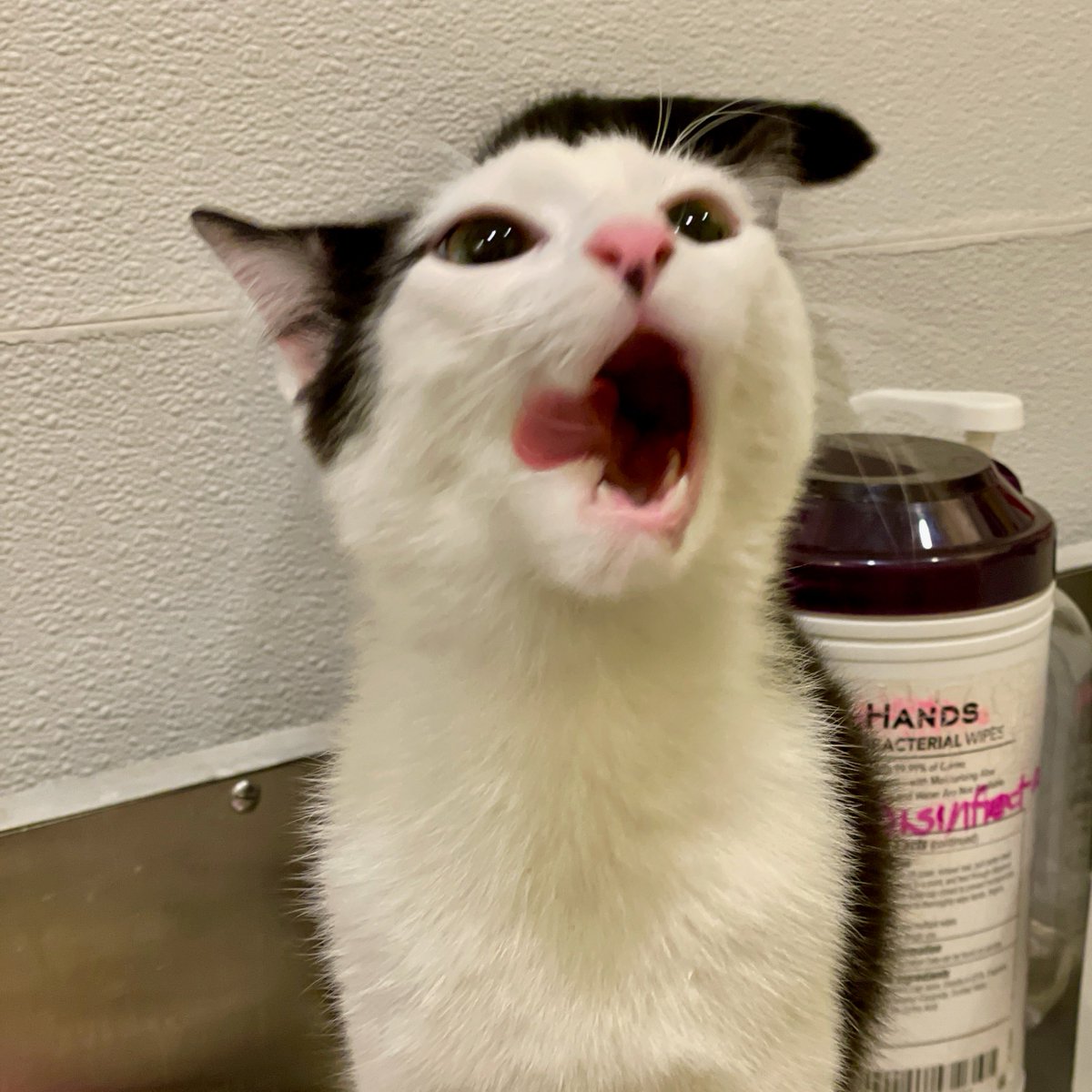 RappCatsAdopt's tweet photo. 💖💖Gomez &amp; Morticia are watching the clock! Their adopters come get them today❣️It will be a #HappyEaster for sure. They're going home together💕#adoptdontshop #kittens #cats #Sunday #GoodNews #PositiveVibesOnly #pets #rescue #Virginia #noVA #DC #PositiveEnergy #PositiveVibes https://t.co/fJ9qNcepWu