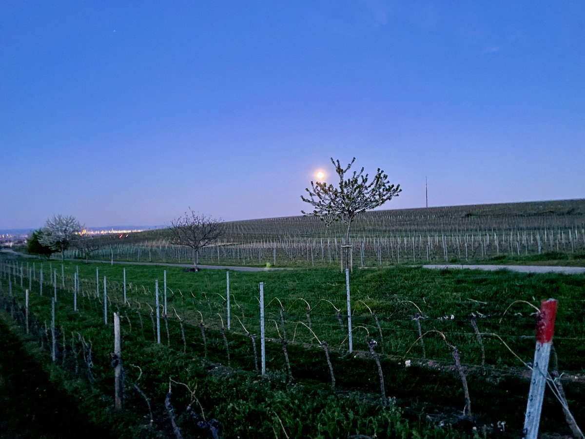 sarfeld's tweet photo. Moon 🌙 over #Wingert
#Moon over #vinyard
#Weinberg #Mond #Pfalz #zumwohldiepfalz #Vollmond #Fullmoon https://t.co/1KVrSnOSij