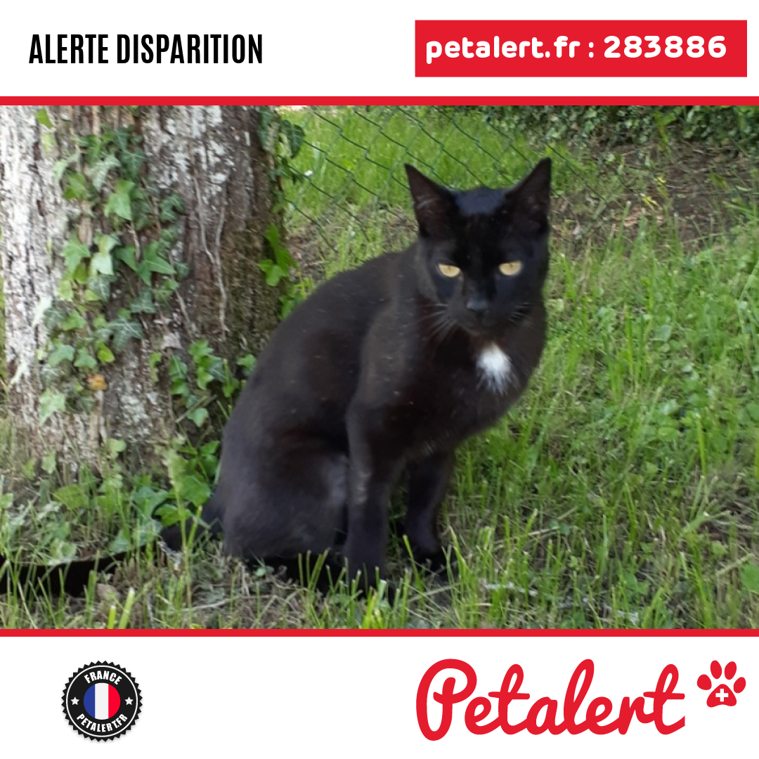 petalert_france's tweet photo. Disparu #Chat #Meuse #Verdun #Petalert #PetAlert55 / https://t.co/Ha9Fe9jT6i https://t.co/mN8NIifKk2