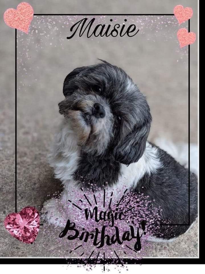 MShihtzu's tweet photo. It my burfday I'm 10 today https://t.co/JbMArbdvNR