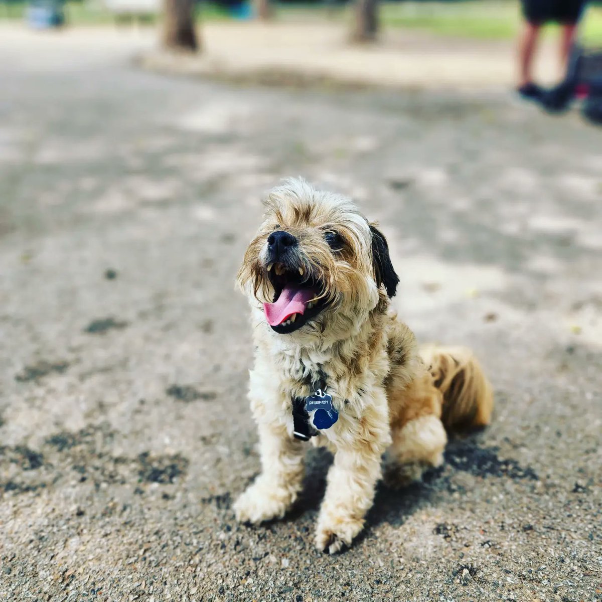 hcec911's tweet photo. April is Canine Fitness Month and what better way to celebrate than with our four-legged friends at John Pundt Park in Spring.
Thank you to the HCEC Wellness Committee for scheduling this fun "Bark in the Park" day!
#hcec911 #barkinthepark https://t.co/X96TOu2A91