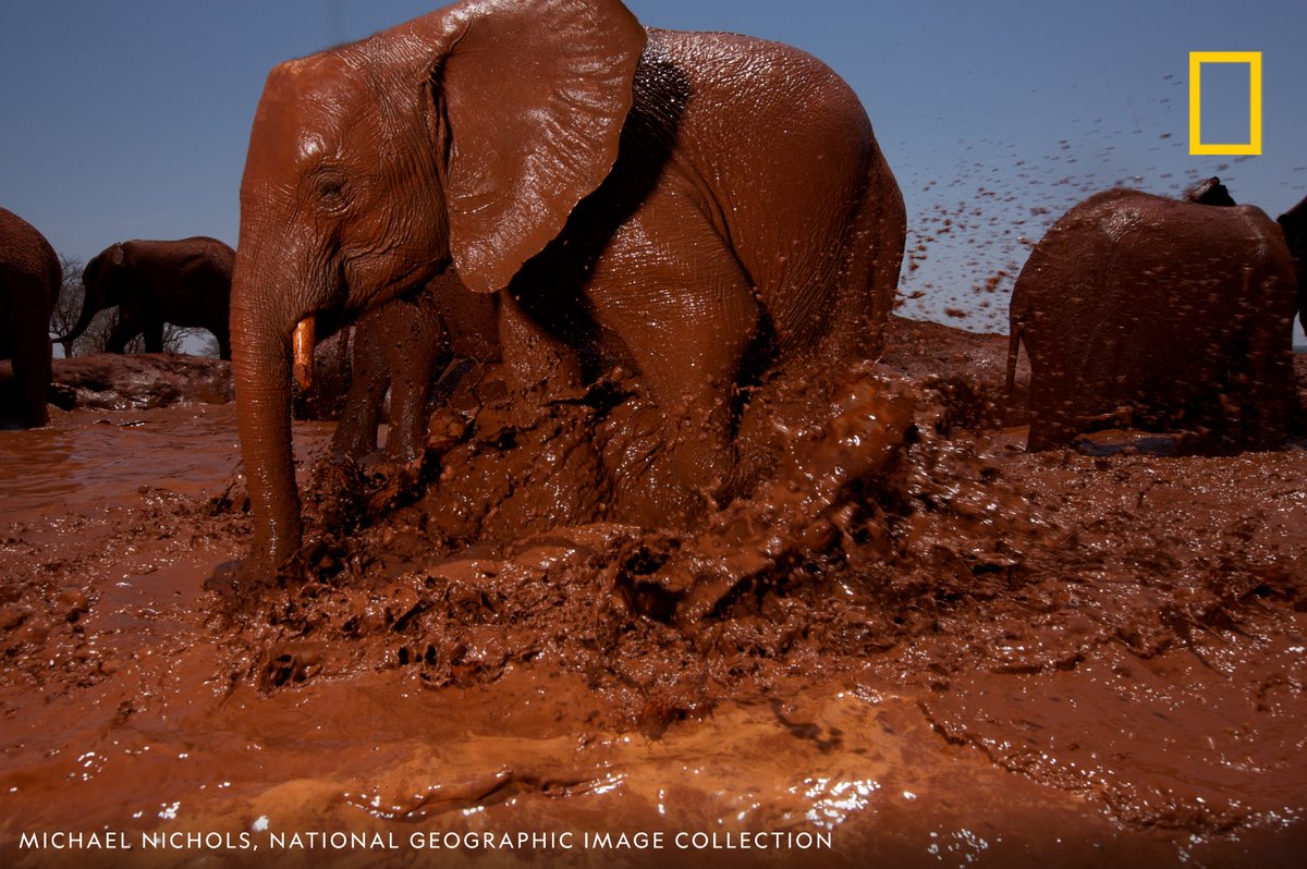 Orphan elephants mudding in a waterhole, Tsavo East National Park, Kenya. Happy Save The Elephant Day!