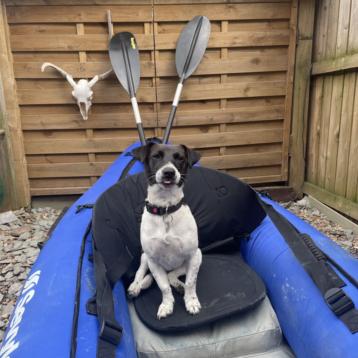 knowitpaul's tweet photo. I duz solumy swear not to eat all da sailuz rashuns. In one goโฆ
#doguncle #jackrussell #sailing #kayaking #therapy https://t.co/G5D1hIzrpl