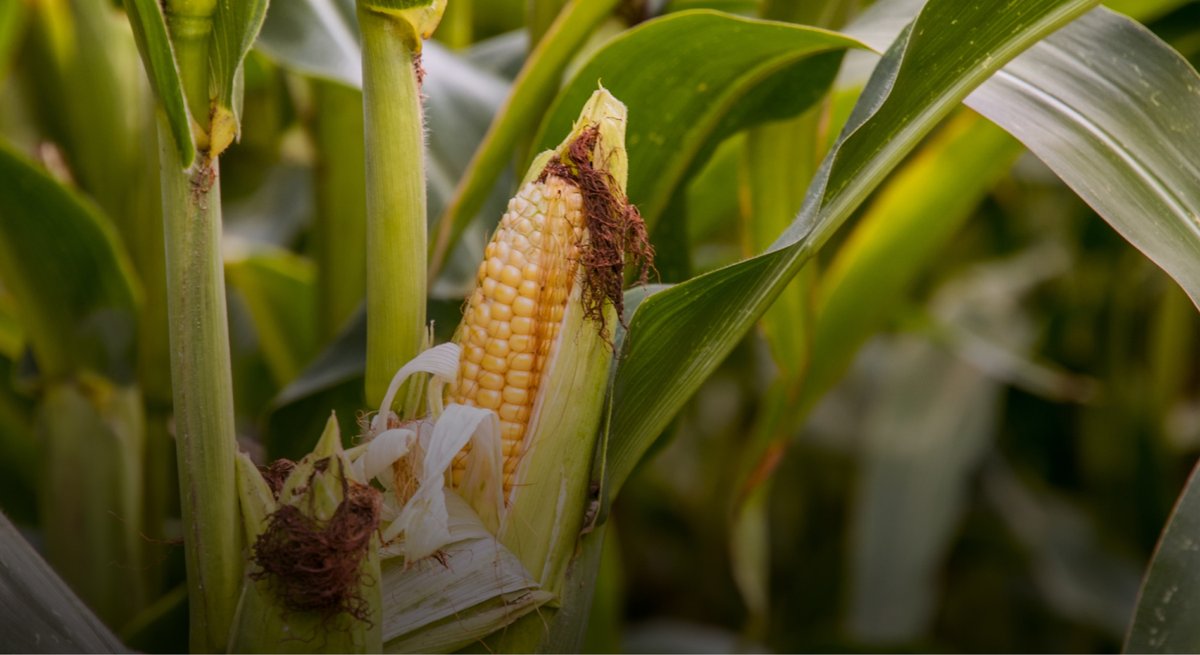 sul4rplus's tweet photo. SUL4R-PLUS products have a variety of benefits for our customers! One of those benefits is a lack of nitrogen and phosphorus, meaning they won't interfere with restricted nutrient management plans 🌾 Learn more about our benefits here: https://t.co/fkLR0DZ7JV https://t.co/witjakTKqa