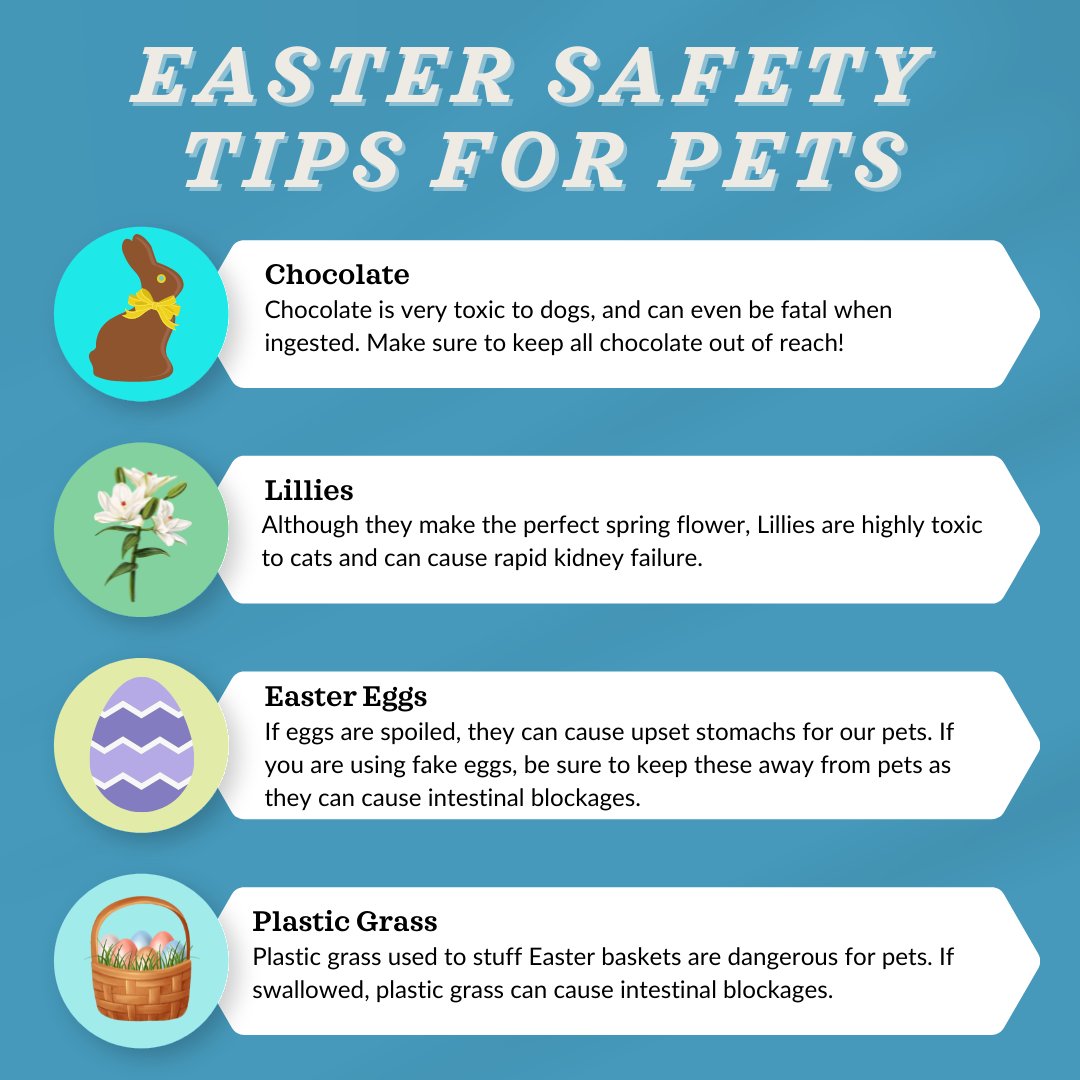 ChowHoundPets's tweet photo. It's almost time to celebrate Easter! Consider these tips to keep your pet safe during the holiday 🐣 https://t.co/Not8Gnkt5D