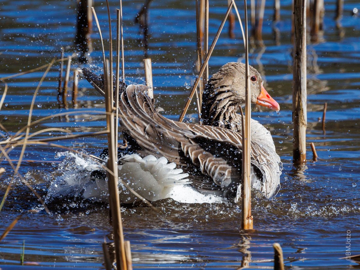 BMJotzo's tweet photo. Fauna am Grunewaldsee. #Buntspecht #Wildgans #Blässhuhn #Krähe https://t.co/gteUV8DejD