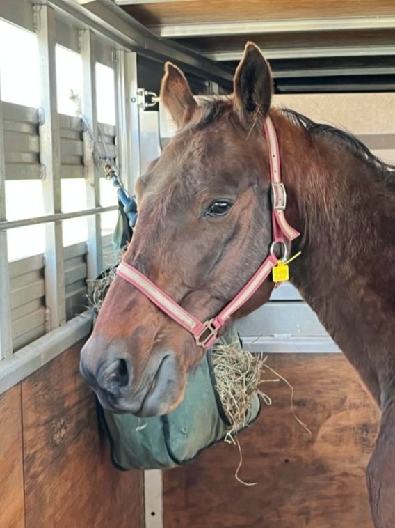 🌻😘🌷FLUFFY BOTTOM HEADING TO HER NEW LOVING HOME! Love these names, dont you?! Have a great life full of love and green grass! (You are such a beautiful color.)
Tom's Tack and Saddle delivering!