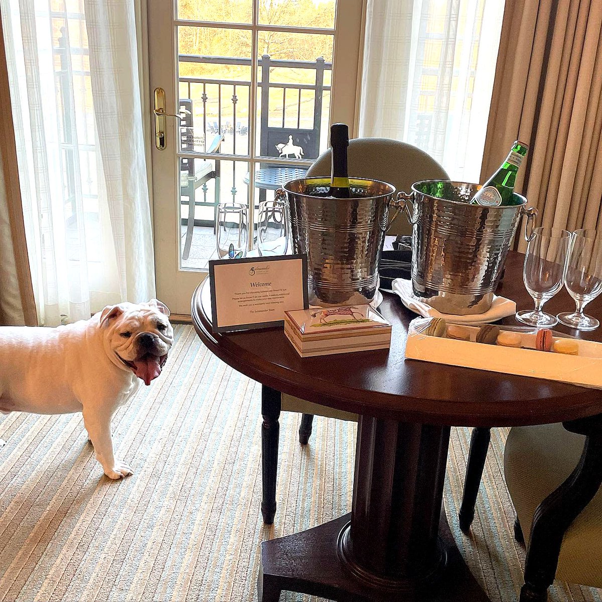 SalamanderVA's tweet photo. Feeling right at home. #DogsofSalamander #dogfriendly #preferredpups
๐ธ IG: mistermacgruber https://t.co/3tR9KJkVYn