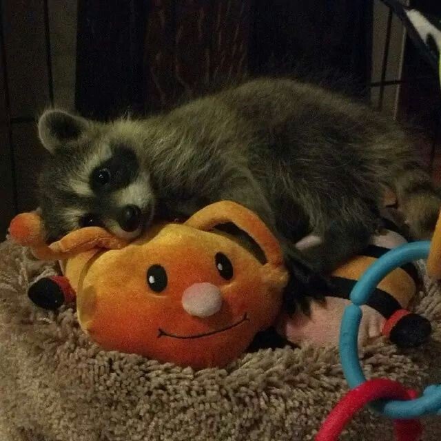 0318 <a href="/thisisacrok/">ค้กค้าบ</a> จิ๋วหลับ