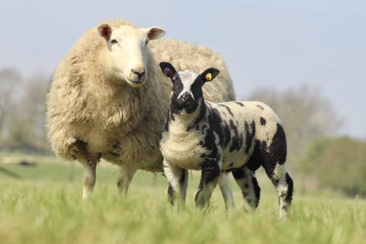 WindrushFarming's tweet photo. SPOTACULAR SPOTTIES
Delighted to unveil our entries
Worcester Livestock Market Saturday 23rd April 2022 at 12 noon
Please note birth dates of our lambs, early March born, so only babies &amp; packed with potential
@McCartneysLLP https://t.co/AJzQH70Htl