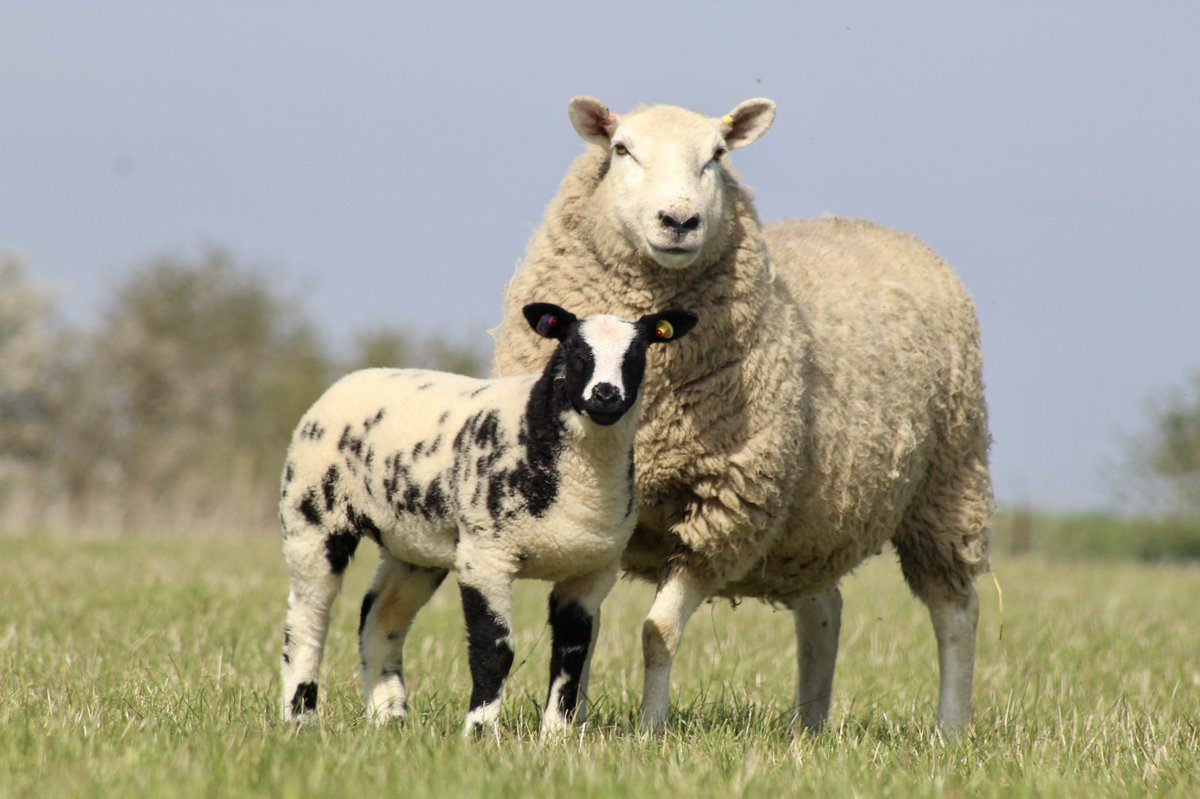 WindrushFarming's tweet photo. SPOTACULAR SPOTTIES
Delighted to unveil our entries
Worcester Livestock Market Saturday 23rd April 2022 at 12 noon
Please note birth dates of our lambs, early March born, so only babies &amp; packed with potential
@McCartneysLLP https://t.co/AJzQH70Htl