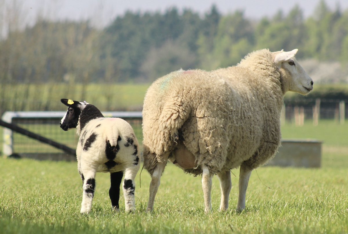 WindrushFarming's tweet photo. SPOTACULAR SPOTTIES
Delighted to unveil our entries
Worcester Livestock Market Saturday 23rd April 2022 at 12 noon
Please note birth dates of our lambs, early March born, so only babies &amp; packed with potential
@McCartneysLLP https://t.co/AJzQH70Htl