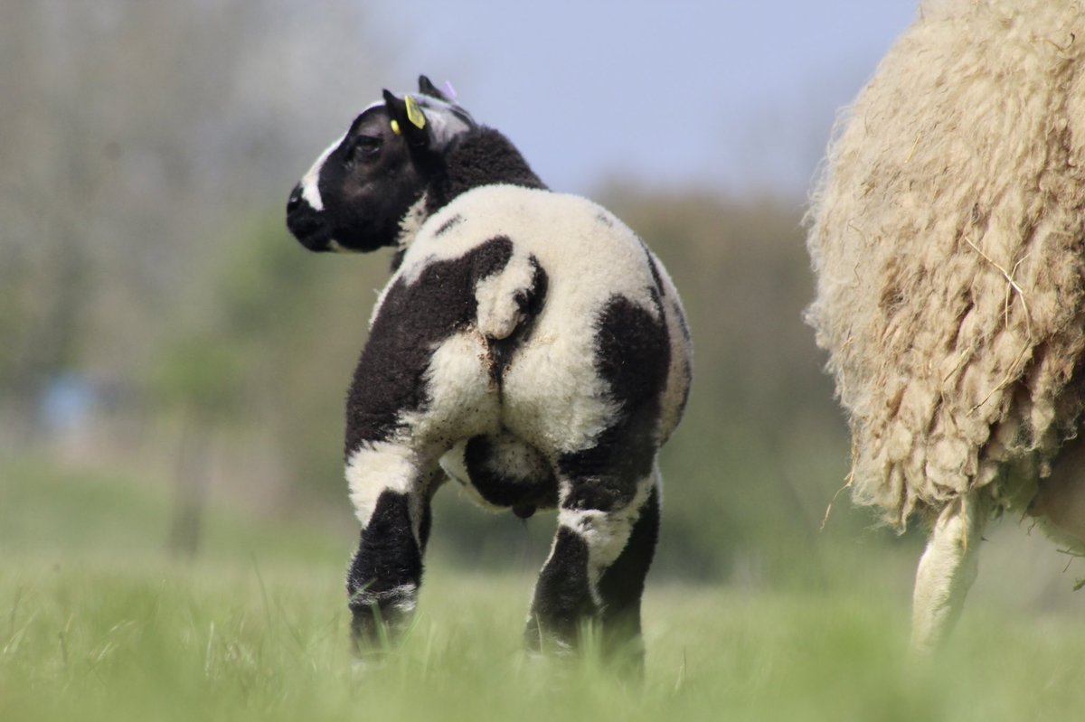 WindrushFarming's tweet photo. SPOTACULAR SPOTTIES
Delighted to unveil our entries
Worcester Livestock Market Saturday 23rd April 2022 at 12 noon
Please note birth dates of our lambs, early March born, so only babies &amp; packed with potential
@McCartneysLLP https://t.co/AJzQH70Htl
