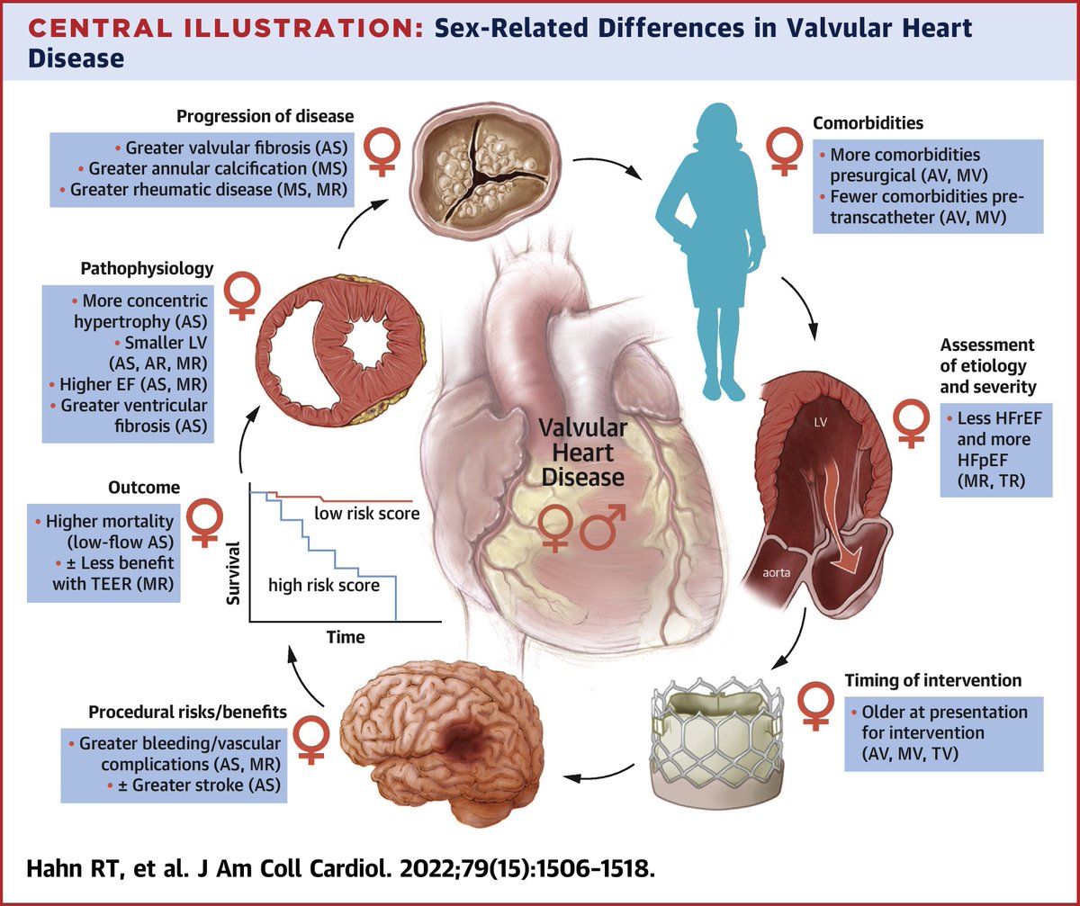 JACCJournals's tweet photo. Sex differences in valvular disease pathophysiology, presentation &amp; outcomes are poorly understood &amp; deserve further study. 

Read more in this insightful &amp; important #JACC piece by Drs. @hahn_rt, @pamelasdouglas, &amp; colleagues: https://t.co/c270qKsbuG #ACCWIC #WomensHealth #cvVHD https://t.co/clAVEdLr1t