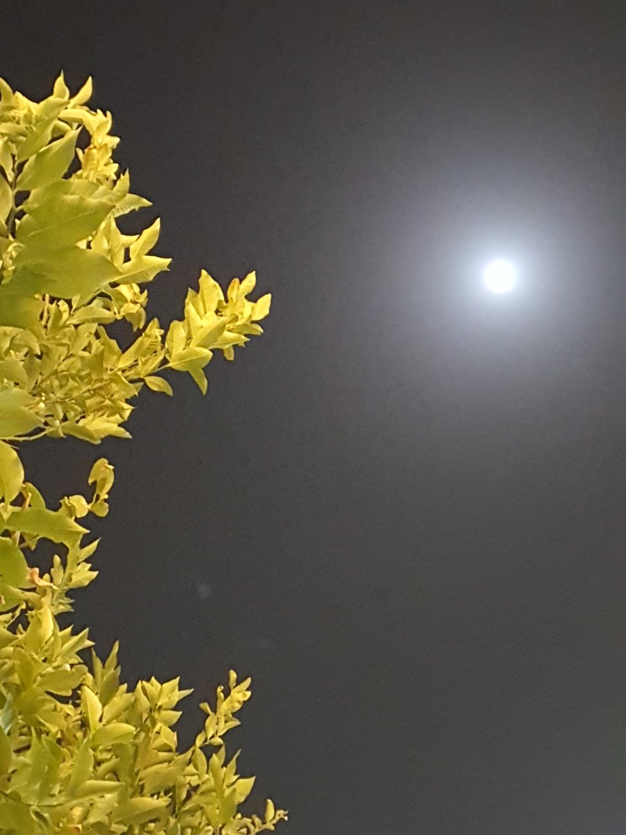 بدري مكتمل