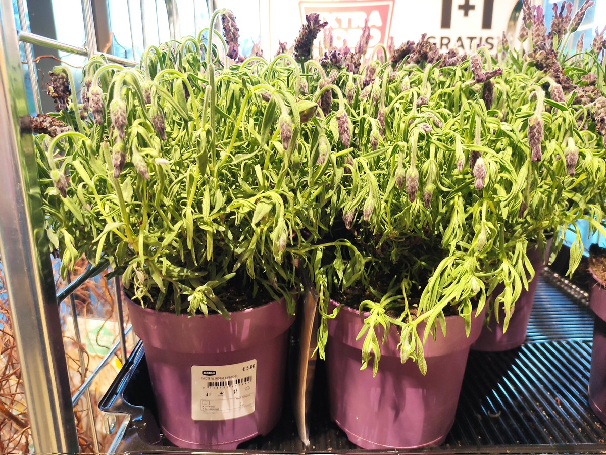 SaskiaVanRooy's tweet photo. Bij @JumboSupermarkt #Gouda Sportlaan vele verwelkte planten in kurkdroge aarde💔Vriendelijk aan personeel gevraagd om planten water te geven,die weigerde.Toen water gevraagd om zelf planten te kunnen bewateren.Personeel weigerde.Beveiliger wilde dat ik vertrok.Actie directie aub https://t.co/OnwacBKEZx