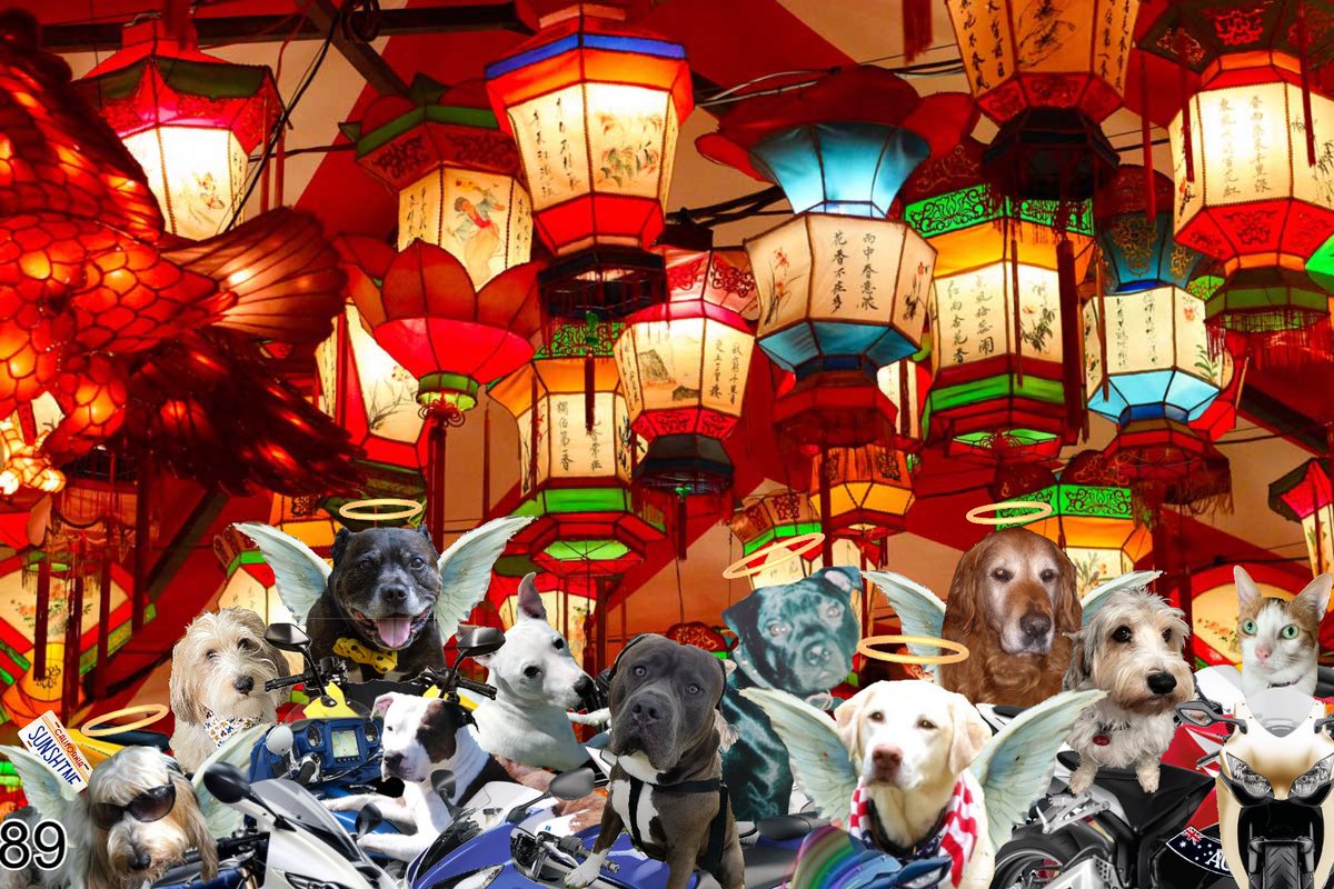 <a href="/Skiddy_siddy/">LB</a> <a href="/_SYD_the_SQUID/">Sydney Ulrey</a> <a href="/JulesAllenxx/">Baby Frank & his teddy, Edward 🧸🏴󠁧󠁢󠁷󠁬󠁳󠁿</a> <a href="/Baloowiththebr1/">BigHeartBaloo</a> <a href="/SHi75333764/">SallyHi75333764</a> <a href="/Mark_99nc/">Mark</a> <a href="/good_pbgv/">Major Frankie extraordinaire</a> and boy was there light! #theruffriderz 89