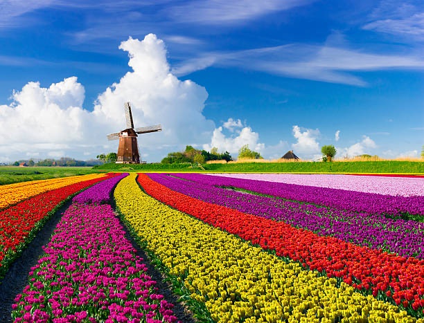 May your day be as beautiful as a field of tulips.