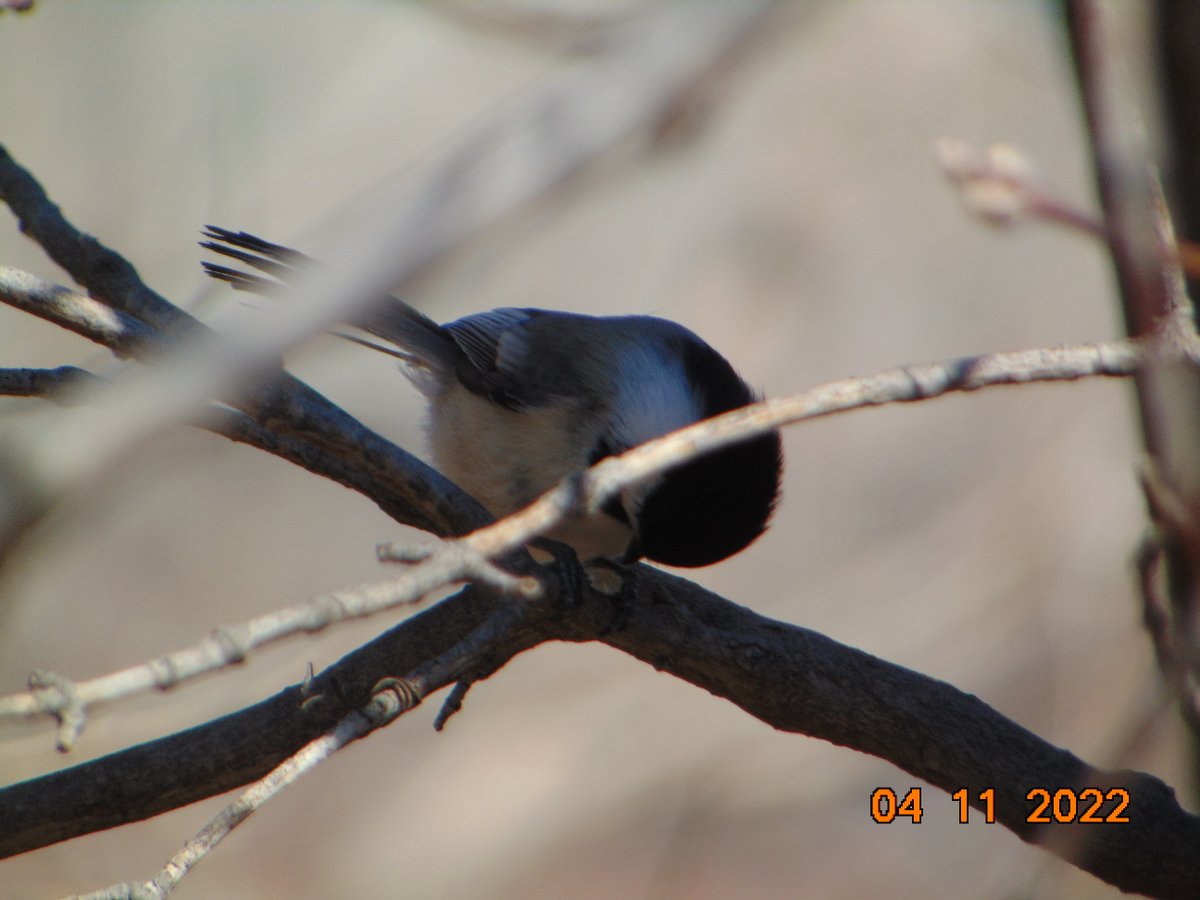 woldu4's tweet photo. #nature #NaturePhotography #naturephotographer #mammalphotography #chikadee https://t.co/k45mIuD5Rv