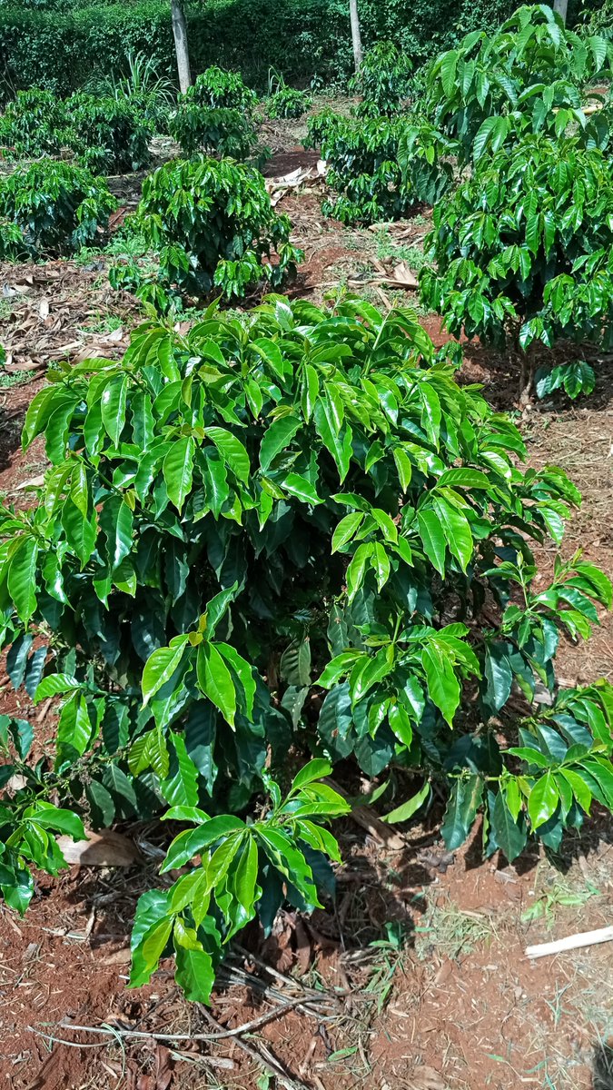 NdaroiniCF's tweet photo. Ruiru 11 planted on 29th November 2020 https://t.co/HM66YX4IrZ