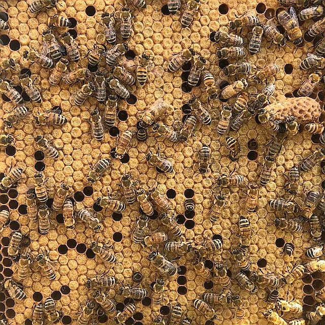 beegrrlTO's tweet photo. Next weekend (April 22-24) bee sure to check out 3 days of apitherapy conferences + workshops @torontobeeshop 1340 Bloor St. West #urbanbeekeeping https://t.co/g1sh4dMSrn