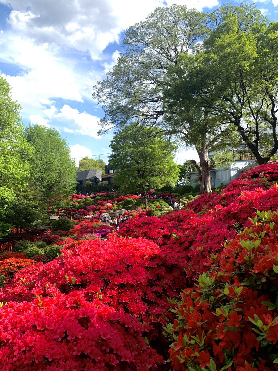 Toshipilol's tweet photo. 昨日はいい天気で急遽思い立ち、根津周辺でお散歩。根津神社ではちょうどつつじ祭りが開催中でした。目に鮮やかなつつじがたくさん！帰りは谷中を通って下町気分を味わいながらのんびり。たまにこういう休日もいいですね！ https://t.co/d0PRo6Fvrz