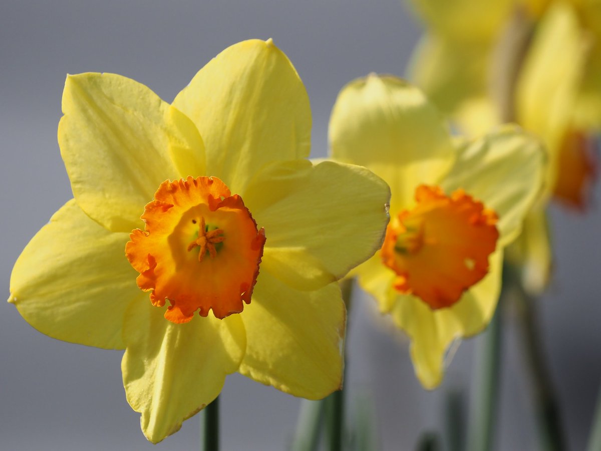 pewileman's tweet photo. #Daffodils adding a dash of colour to the banks of the #RiverTyne today. #GatesheadRiversidePark https://t.co/hUPtcfzASl