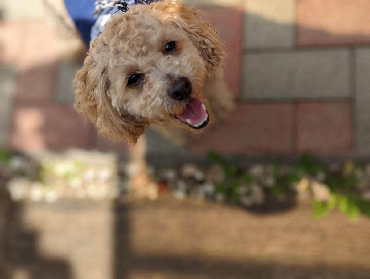 笑う犬 Twitter Search Twitter