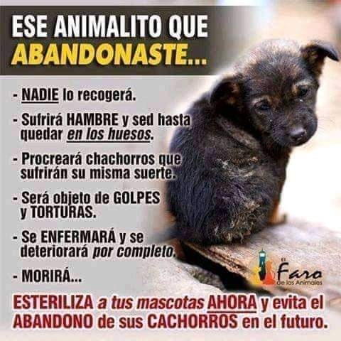 Adopta una mascota tweet media