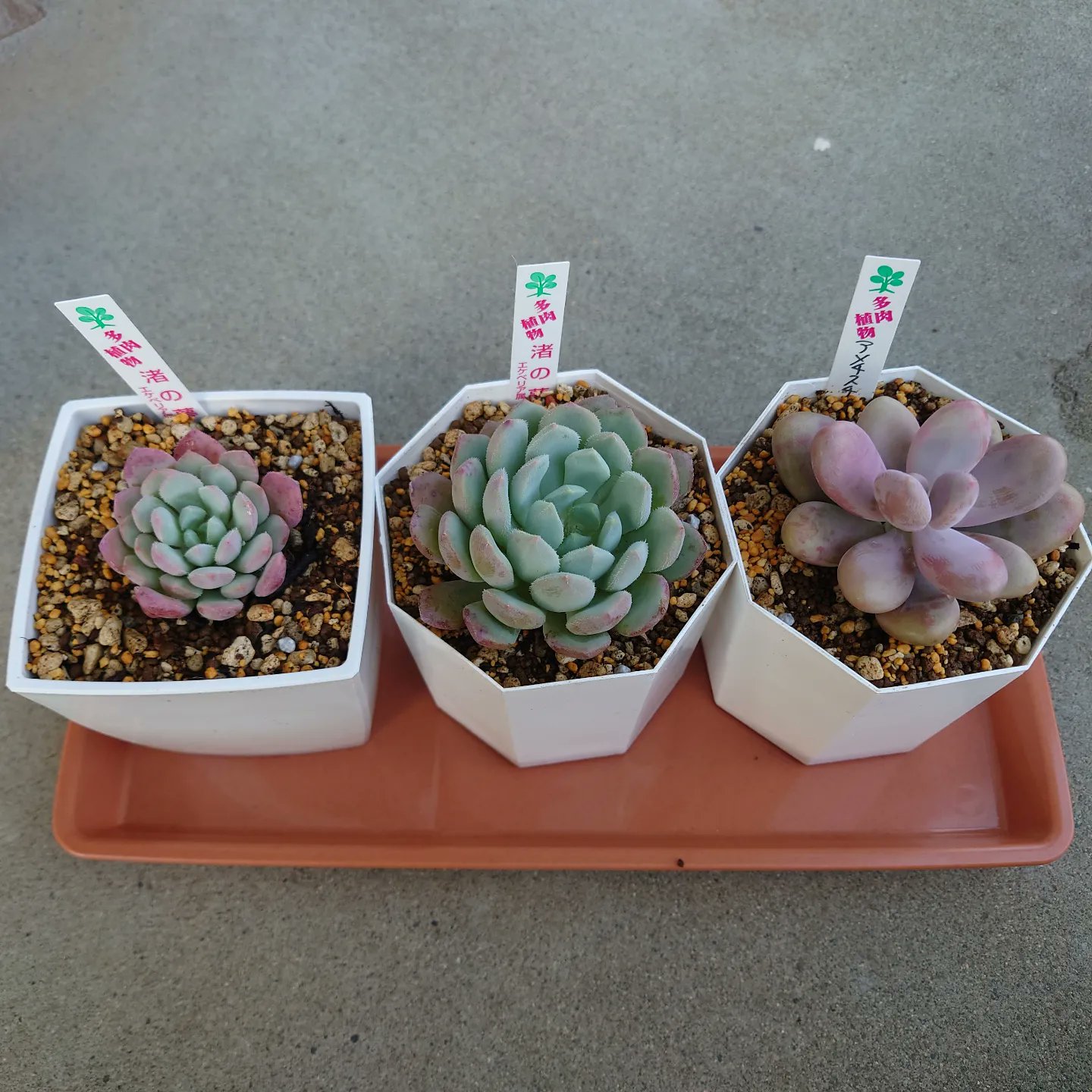 ベル 多肉植物好き 四国造園に行ってきました 購入した多肉たちの植え替えしました 実家の近所に昔からある四国造園が あんなに多肉植物を置いてイベントもしてるなんて全くだ知らなかったよ 知れてよかった 通い詰めないように したい 笑 多肉