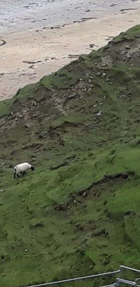 This tweet is being negatively received by members of public, and with good reason There are visible signs of the damage overgrazing sheep are causing within the photos, along with other issues Is this how we want our uplands and lowlands to be used? Can we change them?