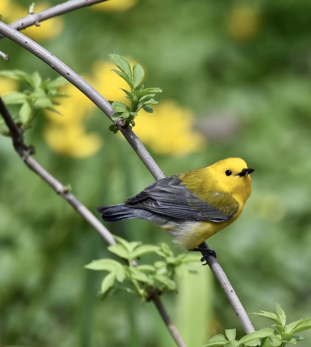 farmdeezy's tweet photo. A golden swamp warbler put on quite a show at the loch today. This prothonotary was not shy at all - basking in the rays of sun #birdcp #birdcpp #amateurphotography #centralpark https://t.co/0Q9DPLEgPa