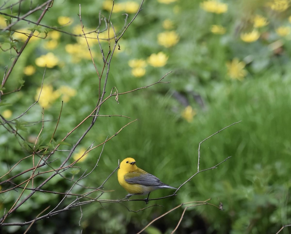 farmdeezy's tweet photo. A golden swamp warbler put on quite a show at the loch today. This prothonotary was not shy at all - basking in the rays of sun #birdcp #birdcpp #amateurphotography #centralpark https://t.co/0Q9DPLEgPa